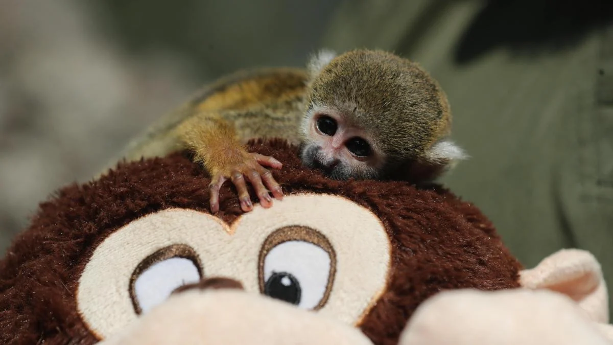 Punch peruano: macaco-sauim resgatado do tráfico em Lima encontra consolo em pelúcia