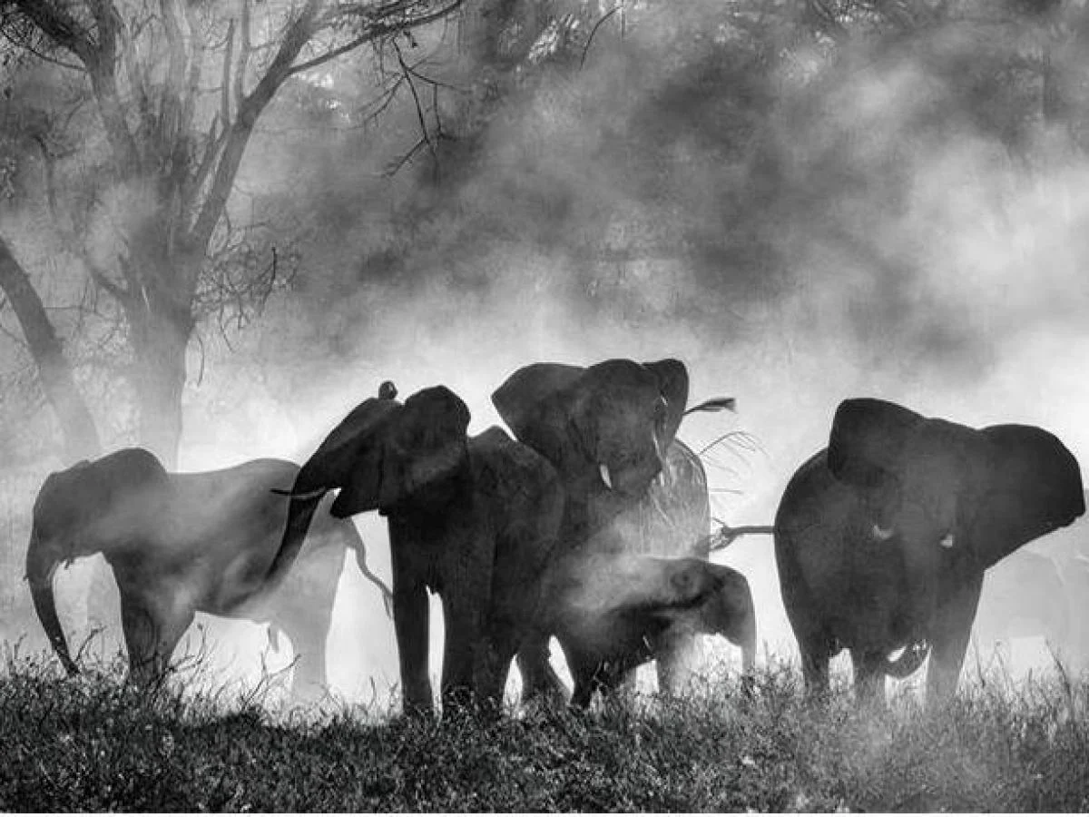 Nas pegadas dos elefantes fantasma: Herzog e Boyes revelam os guardiões noturnos de Angola e Namíbia