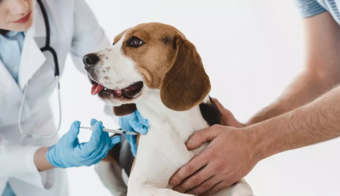 Da sorologia ao Embarque: O que fazer para viajar com pets para a Itália